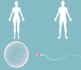 几月份怀孕生男孩的几率大