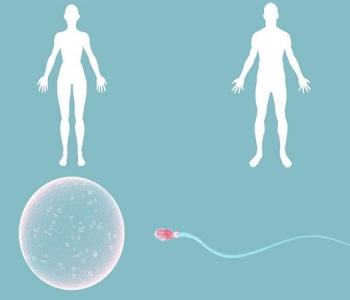 几月份怀孕生男孩的几率大